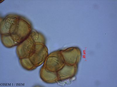 ISEM 1/Disterigma_acuminatum_28067/Disterigma_acuminatum_28067_0001(copy)_thumb.jpg
